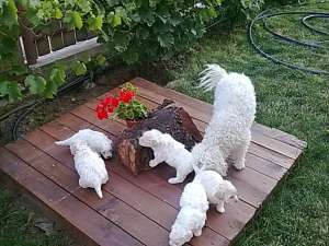 vand bichon frise