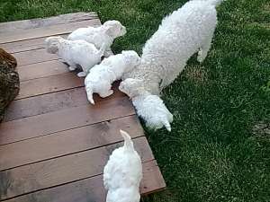 vand bichon frise