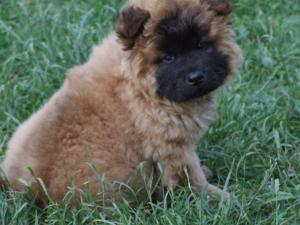 samoyed