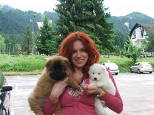 samoyed
