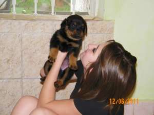 vand pui rotweiller
