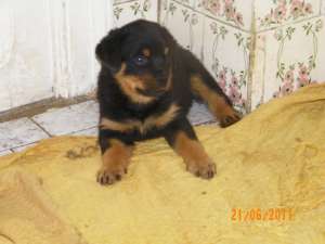 vand pui rotweiller