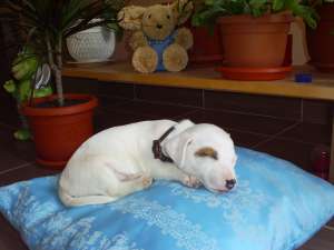 Catelusi Jack Russell Terrier