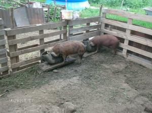porci