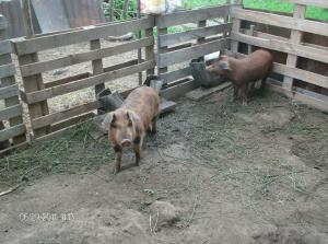 porci