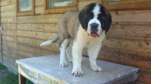 de vanzare saint bernard