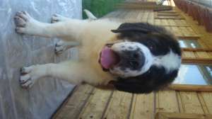 de vanzare saint bernard