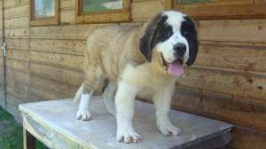 de vanzare saint bernard