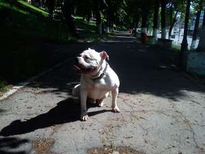 AMERICAN BULLDOG PT. MONTA