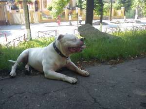 AMERICAN BULLDOG PT. MONTA