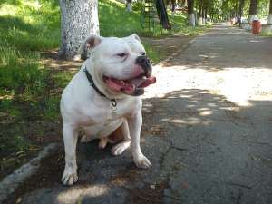 AMERICAN BULLDOG PT. MONTA