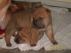 Vand Pui Shar-pei