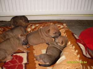 Vand Pui Shar-pei
