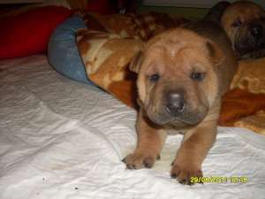 Vand Pui Shar-pei