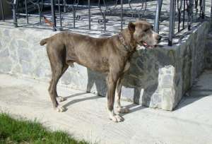 VAND DOG GERMAN
