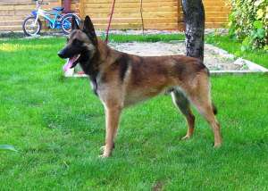 Mascul Ciobanesc Belgian Malinois