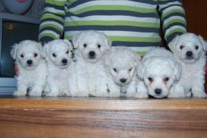 BICHON MALTEZE