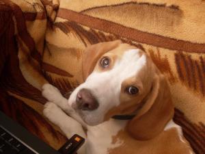 beagle bicolor
