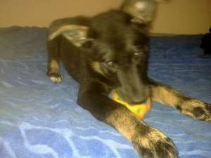 Donez URGENT catelusa,  metis de ciobanesc german
