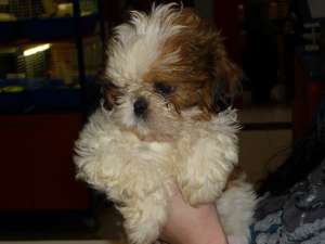 VAND PUI SHIHTZU