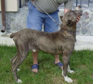 Vand dog german