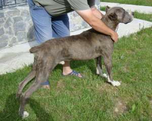 Vand dog german