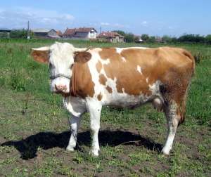 VAND VACA