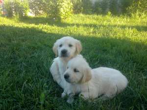 Vand Pui GOLDEN RETRIEVER