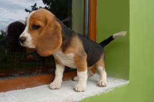 Pui BEAGLE - 100 Euro