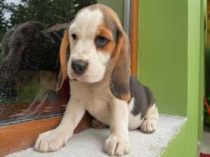 Pui BEAGLE - 100 Euro