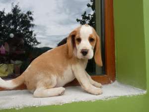 Pui BEAGLE - 100 Euro