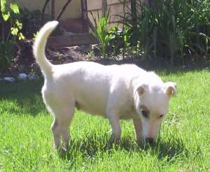 Vand Catelusi Jack Russell Terrier