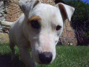 Vand Catelusi Jack Russell Terrier
