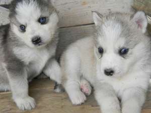 Vand pui husky