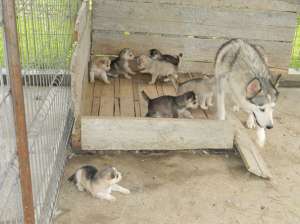 Vand pui husky