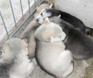Vand pui husky