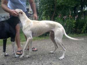 vand greyhound