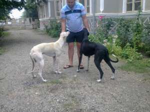 vand greyhound