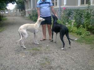 vand greyhound