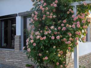 amenajare gradina1