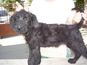Catei Schnauzer urias,   Rottweiler