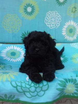 vand catei caniche pitic