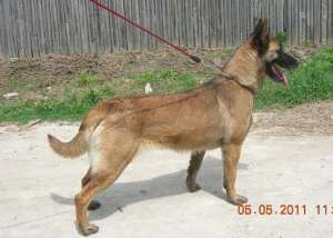 pui Ciobanesc belgian Malinois