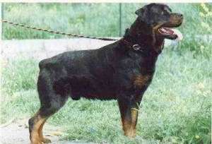 Vand urgent caine rottweiler