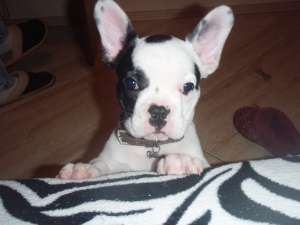 bulldog francez de vanzare