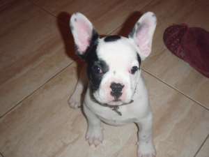 bulldog francez de vanzare