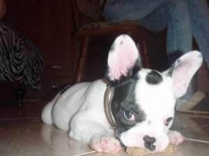 bulldog francez de vanzare