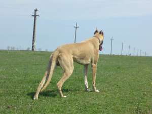 VAND CATEL OGAR GREYHOUND