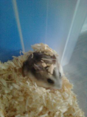 vand pui hamsteri