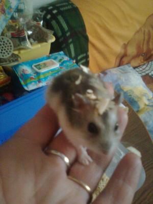 vand pui hamsteri